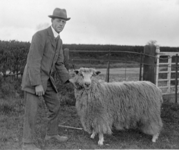 grandad sheep